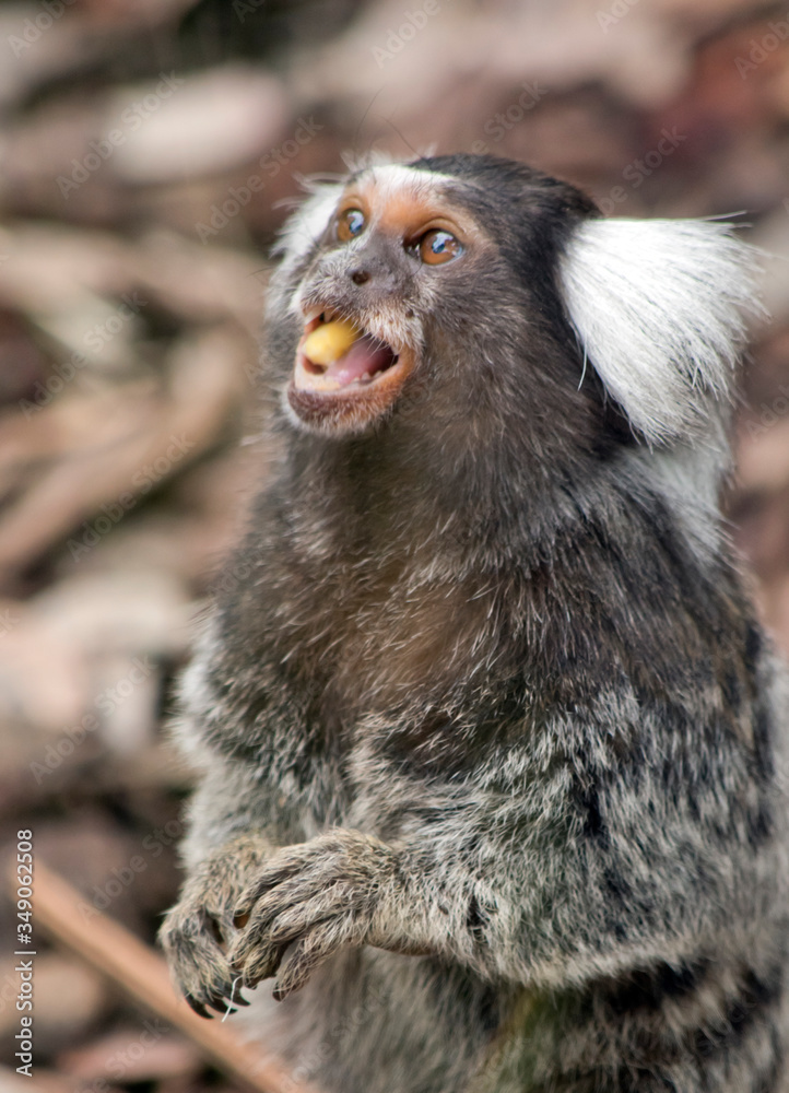 Obraz premium the white eared marmoset is eating an apple