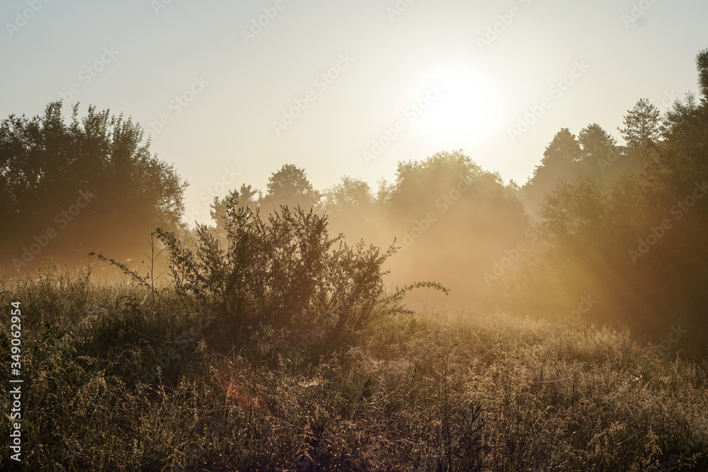 Beautiful morning landscape in light fog and the sun. A tree branch glows in the evening. Stock nature background for design.