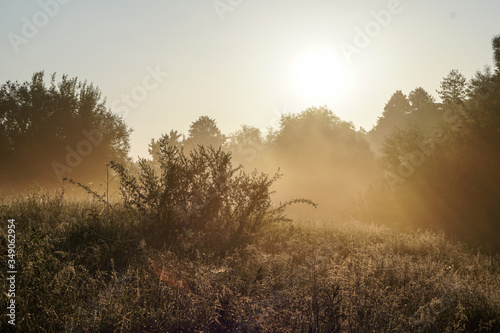 Beautiful morning landscape in light fog and the sun. A tree branch glows in the evening. Stock nature background for design.