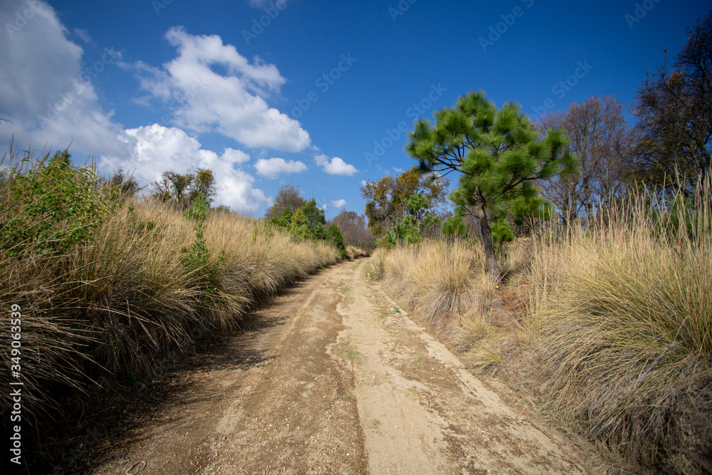 Camino de tierra rodeado de pastizales y pequeños pinos de las alturas Camino de tierra rodeado de pastizales y pequeños pinos de las alturas