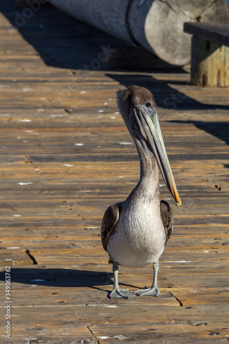 A brown pelican sea bird viewed on a pier in Santa Barbara, California. © Atomazul