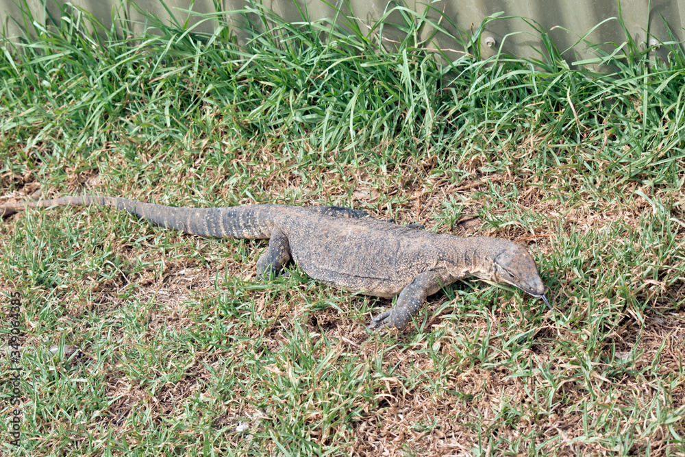 this is a side view of a Rosenberg Lizard this is a side view of a Rosenberg Lizard
