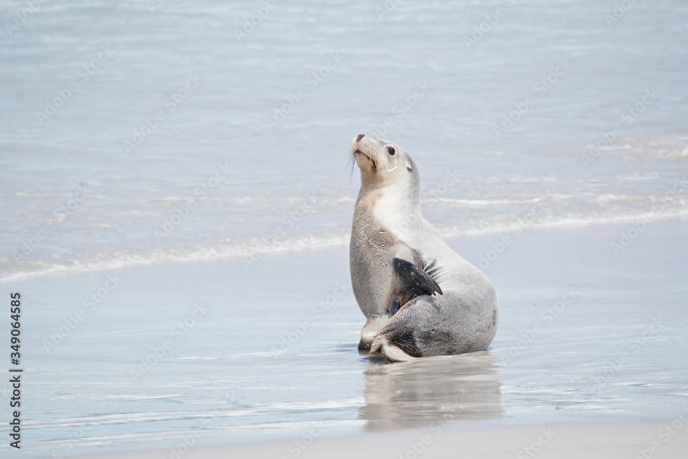 Naklejka premium this is a female sea lion at Seal Bay