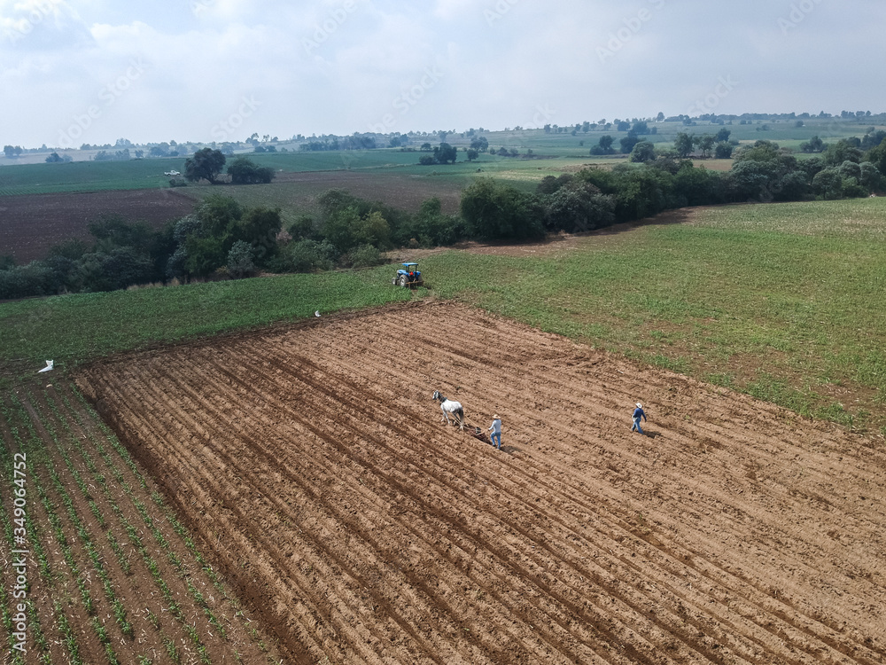 Campo de cultivo siendo sembrado con arado tradicional