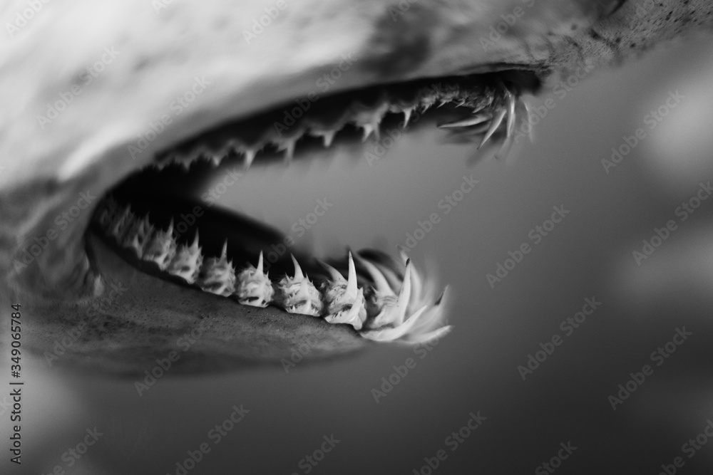 Smile of a taxidermized shark showing all his teeth in a museum