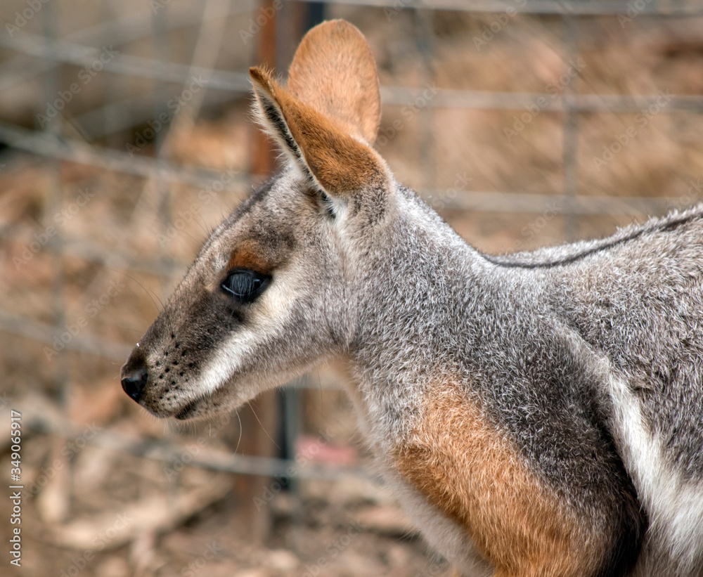 this is a close up of a yellow footed rock wallaby