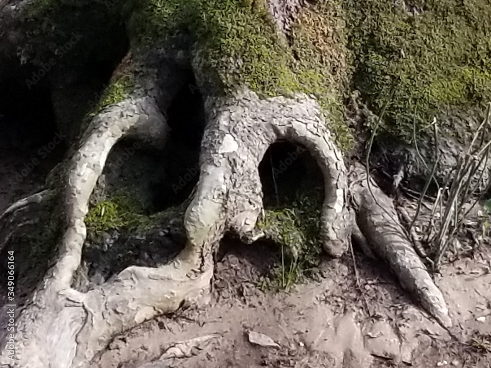 Obraz premium old tree trunk