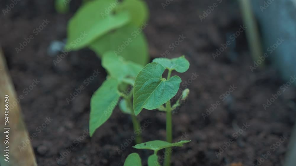 Healthy bean sprouts in nutrient rich soil Healthy bean sprouts in nutrient rich soil