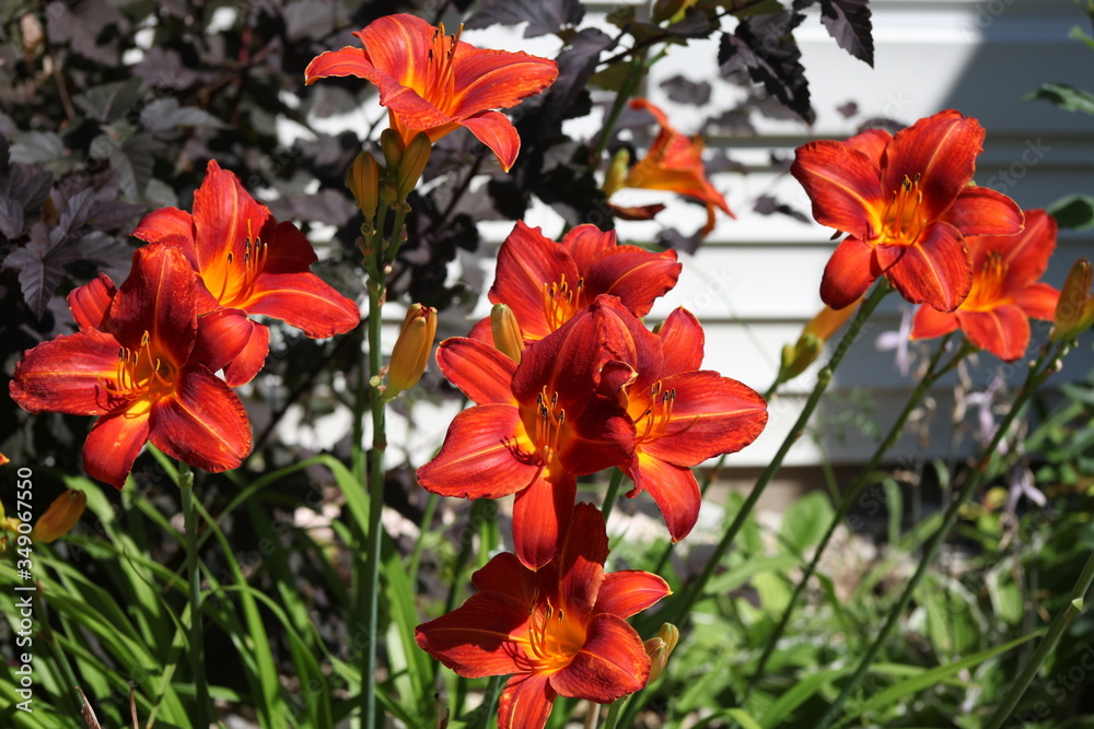 RED AND YELLOW FLOWERS RED AND YELLOW FLOWERS