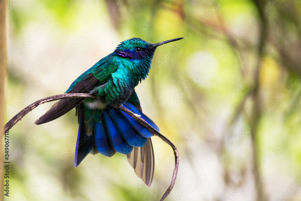 Fototapeta premium Hermoso colibri descanzando y estirando sus alas. Este hermoso colorido pajaro .