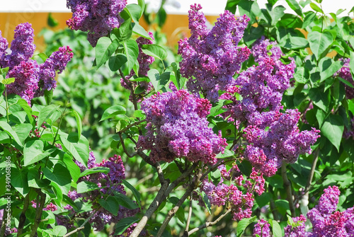 Blooming varietal selection double purple lilac (Syringa vulgaris