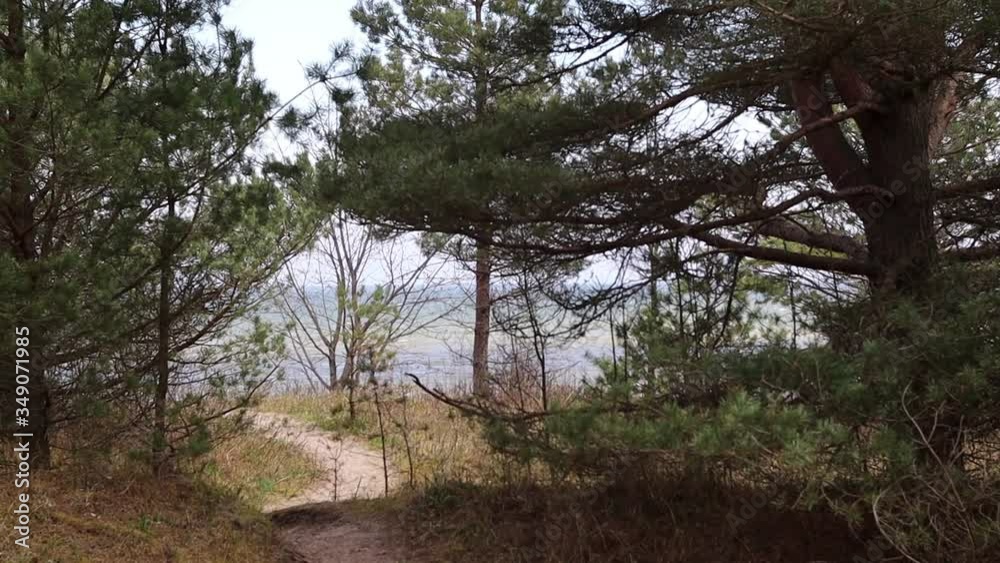 A Small Path/Trail Leading Through a Pine Forest to the Beach at the Gulf of Riga. Baltic Sea Destination A Small Path/Trail Leading Through a Pine Forest to the Beach at the Gulf of Riga. Baltic Sea Destination
