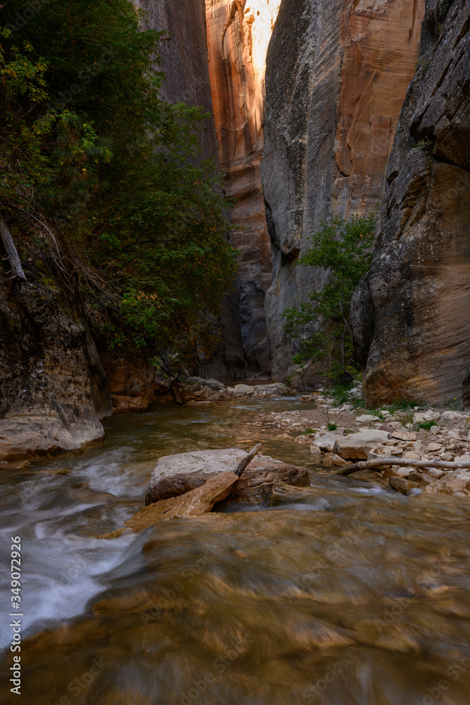 The Last Trees Reach Into The Narrows Slot Canyon