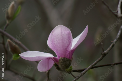 Close up of Pink Magnolia flowers in spring season.