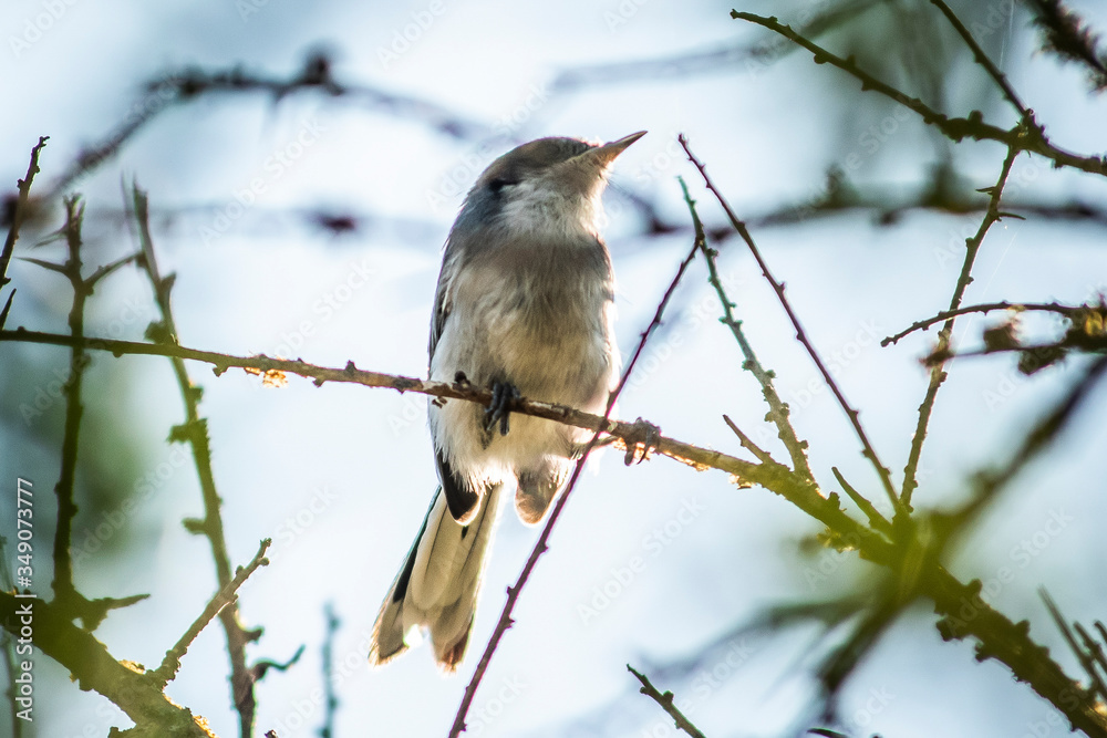 Fototapeta premium Birds in Córdoba, Argentina
