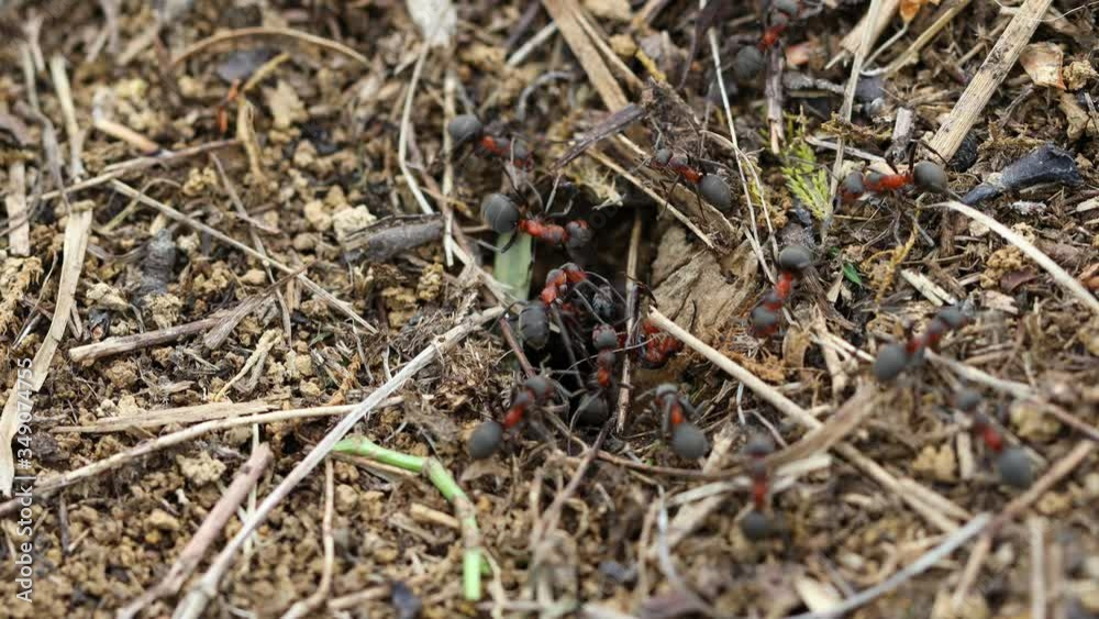 4k video of ants working on ants nest. 4k video of ants working on ants nest.