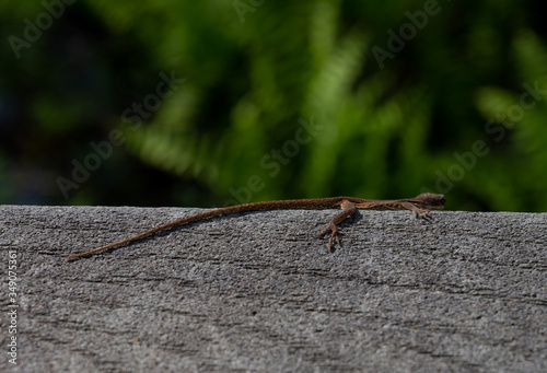 Tiny Lizard on Railing