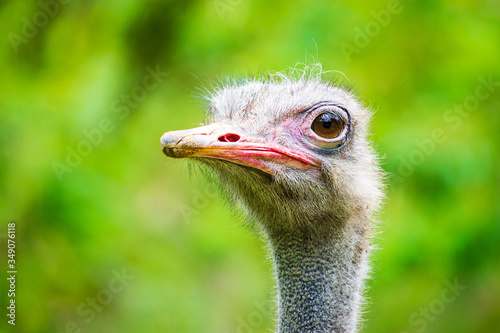 Retrato de avestruz, esta gran ave mirando hacia la camara © Jonathan