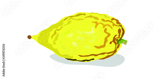 Etrog Jewish holiday Sukkot  Etrog vector image 