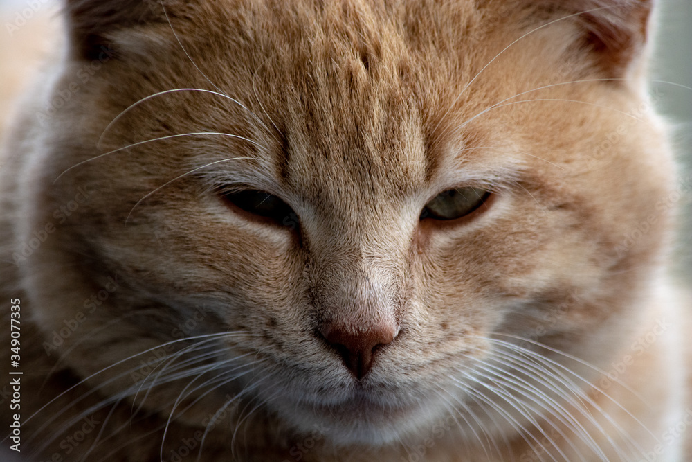 Orange tabby cat closeup of face
