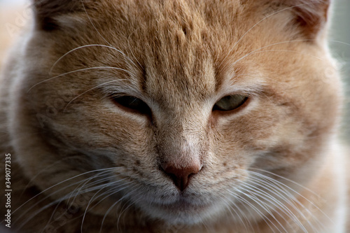 Orange tabby cat closeup of face