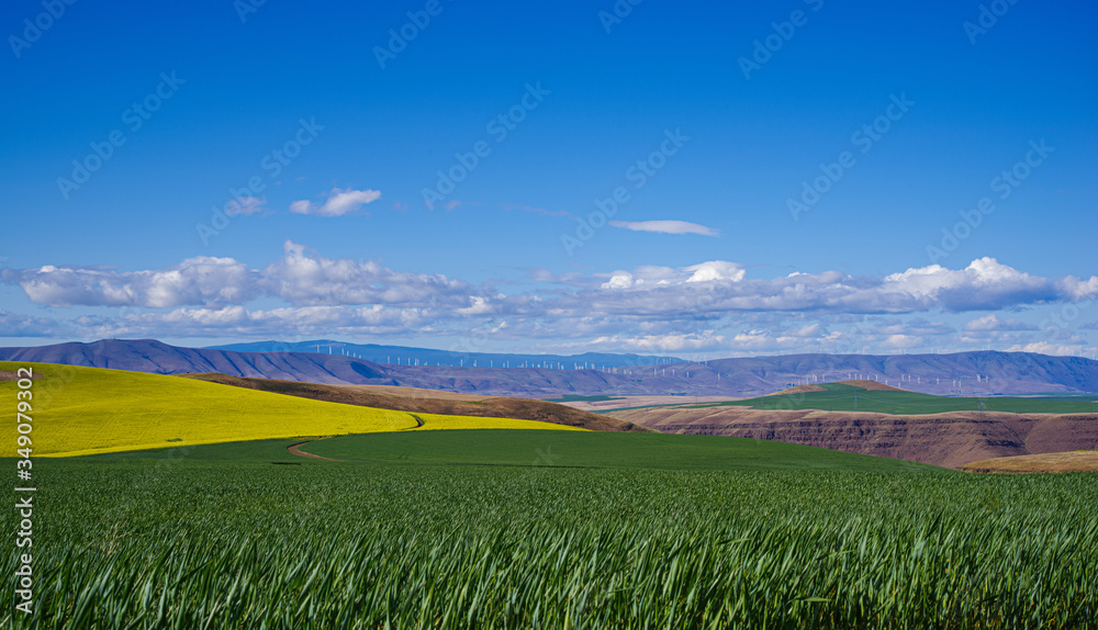 Obraz premium Winter Wheat, Blooming Canola and Bright Blue Sky 