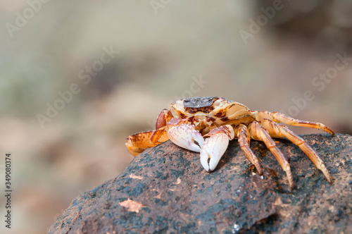crab on the rock © Tongsai Tongjan