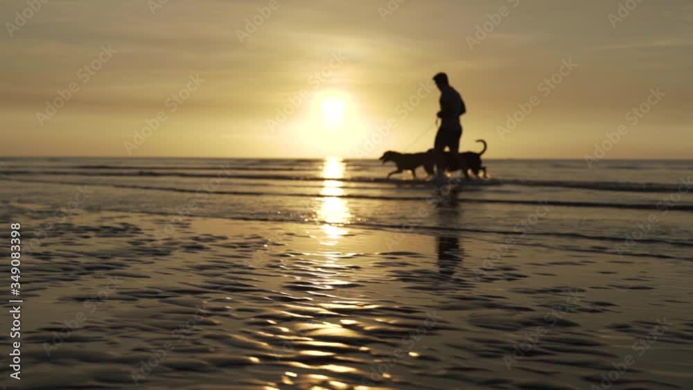 Silhouette of a blurred man walking with two dogs in a beach of Australia Silhouette of a blurred man walking with two dogs in a beach of Australia