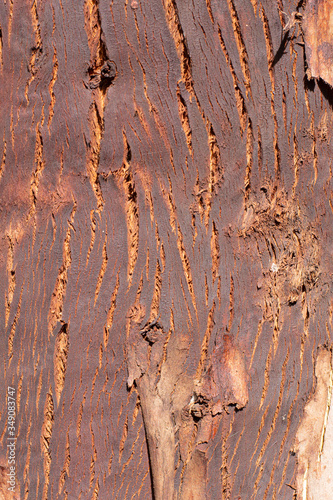 Cáscara rojiza de árbol con rajaduras 