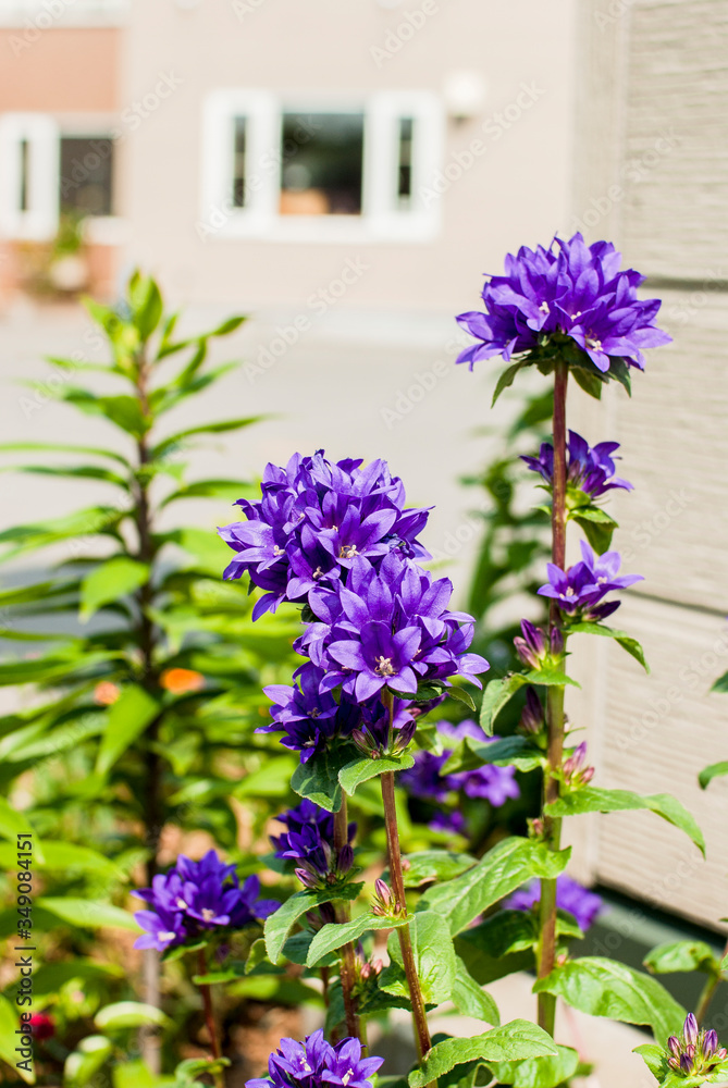 Obraz premium 街路の花壇のある風景