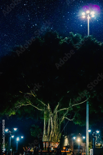 Banyan tree under the starlight of the city