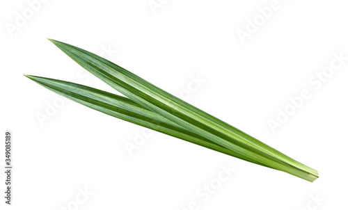 Green Pandan leaves (Fragrant-pandan, Pandom-wangi) isolated on white background, clipping path