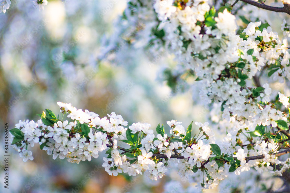 Branches of blossoming apricot macro Branches of blossoming apricot macro