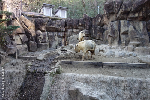 日本の動物園のゴールデンターキン