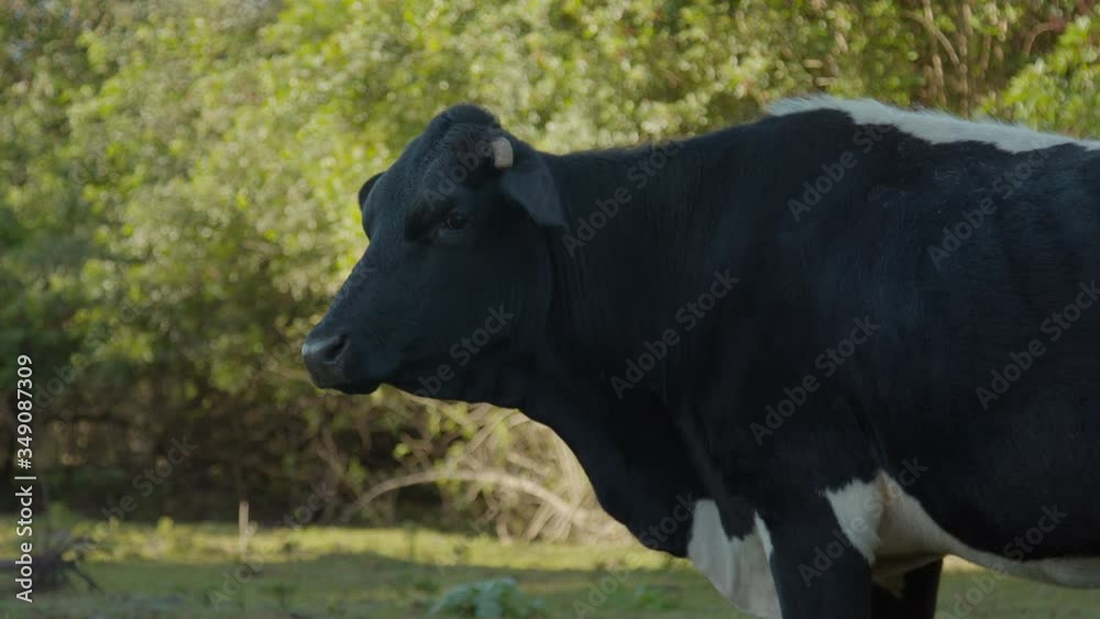 Profile of Bull Turning Towards Camera and Drooling on a Farm in Rural Florida Profile of Bull Turning Towards Camera and Drooling on a Farm in Rural Florida