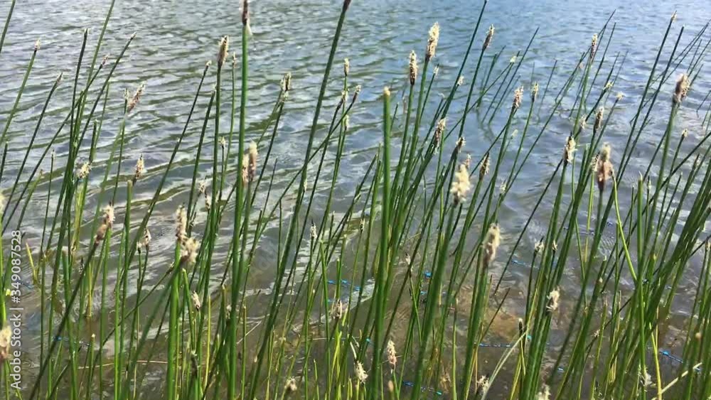 Delicate blue dragonflies hang onto reeds at shoreline Delicate blue dragonflies hang onto reeds at shoreline