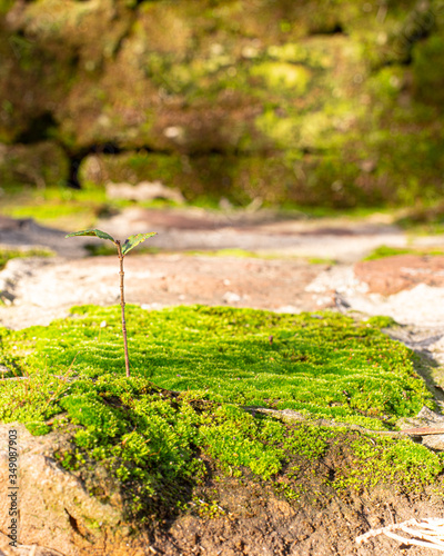 Pequeño árbol creciendo sobre musgo verde sobre fondo de pared destruida. 