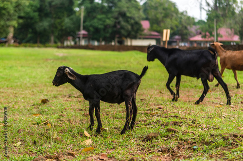 Goats on the field