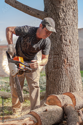 Hombre trabajando podando un árbol de Cedro Azul
