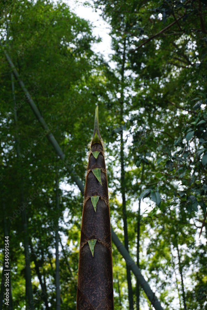 Fototapeta premium 天を突くタケノコ