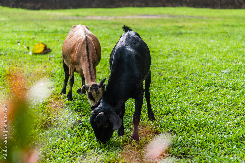 Goats feeding in the meadow