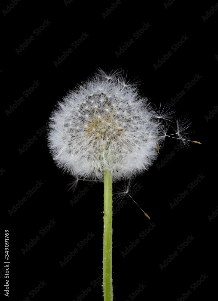 Fototapeta premium Blow ball of dandelion flower isolated on black background
