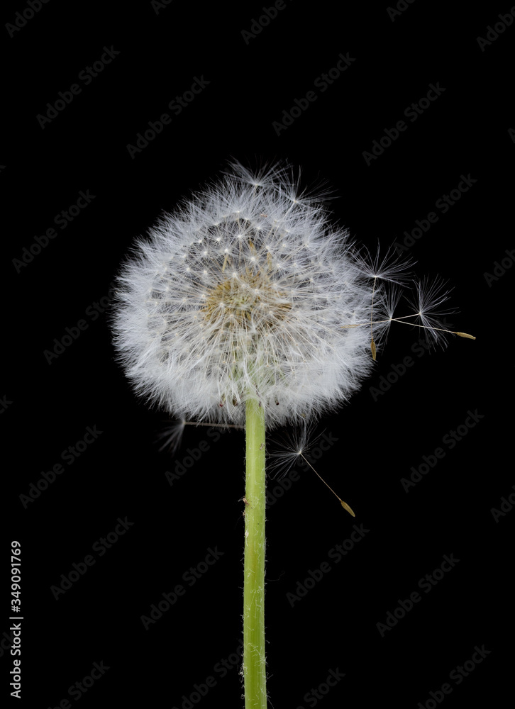 Blow ball of dandelion flower isolated on black background