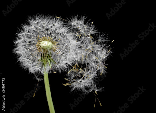 Fototapeta Naklejka Na Ścianę i Meble -  Blow ball of dandelion flower isolated on black background