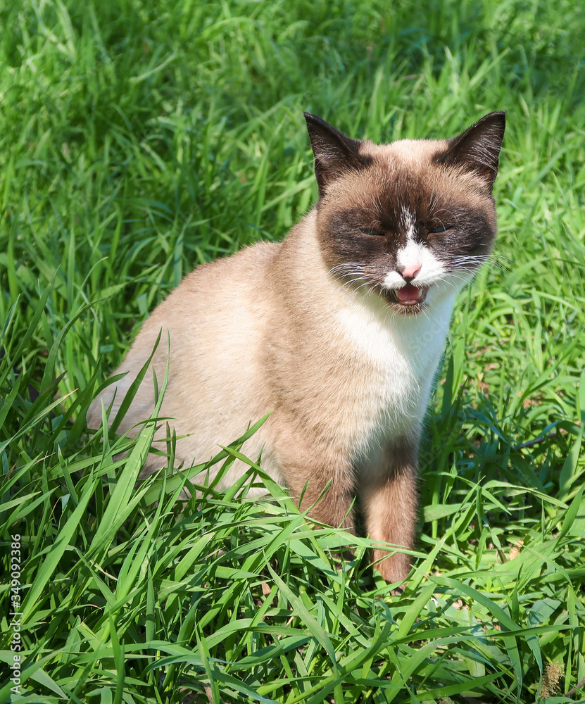 Siamese cat with blue eyes in the green grass.