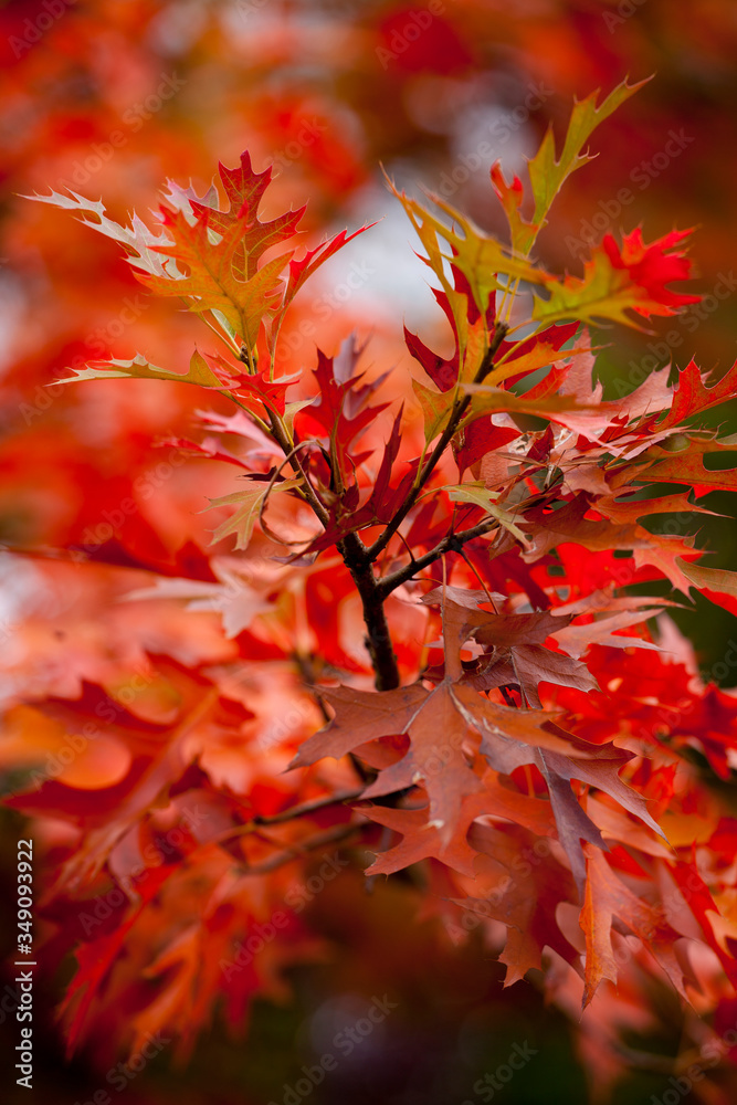 Beautiful, vibrant orange leaves on a pin oak tree in autumn Beautiful, vibrant orange leaves on a pin oak tree in autumn