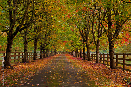 Beautiful, autumn colors on a country road in Snoqualmie, WA photo