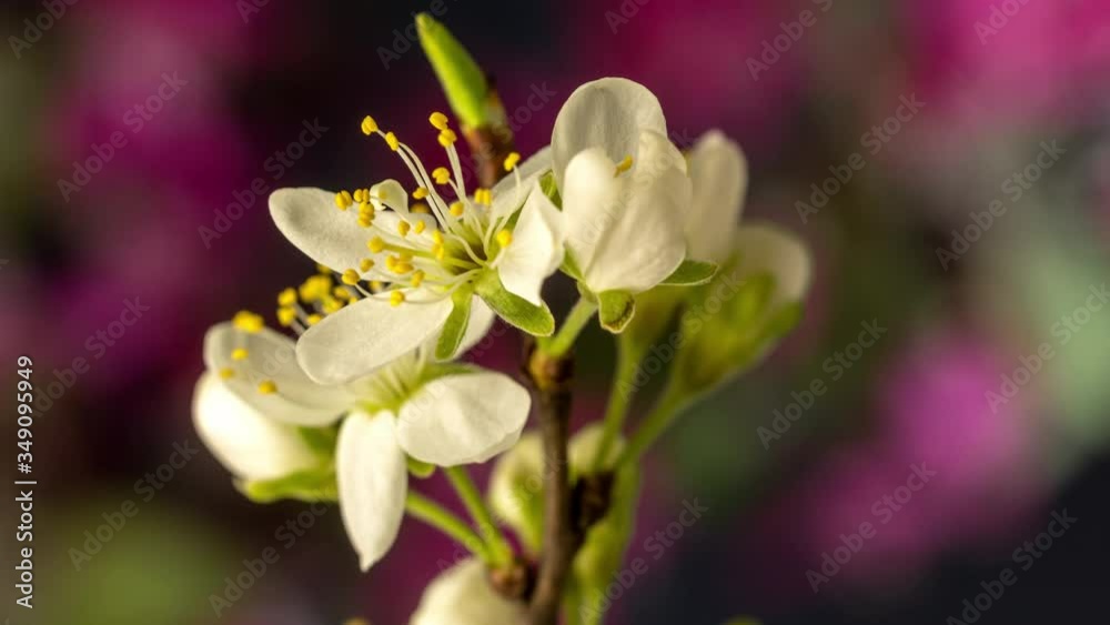 Plum fruit flower blossoming timelapse on a black background in soft focus Plum fruit flower blossoming timelapse on a black background in soft focus