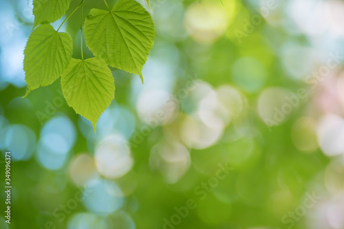 新緑の葉 © Hiroki WAKABAYASHI