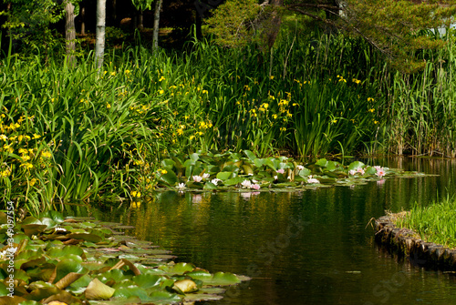 キショウブと睡蓮の花咲く池